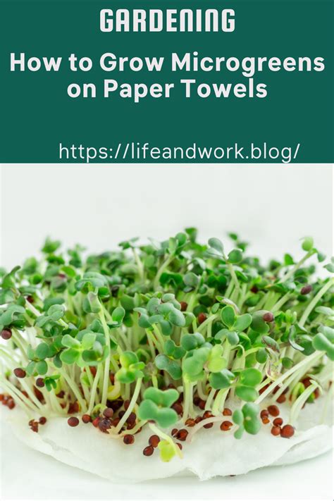 are paper towels the cheapest method to grow microgreens